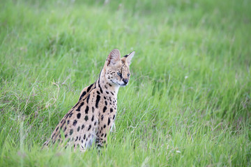 Serval cat in the grassland of the savannah in Kenya