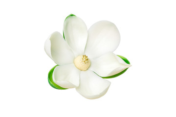 Close up White magnolia flower on isolated white background.
