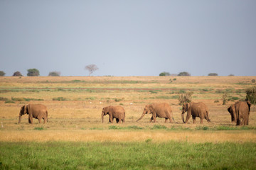 Fototapeta na wymiar A lot of elephants are walking in the grassland of Kenya