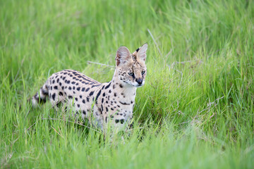 Naklejka na ściany i meble Serval cat in the grassland of the savannah in Kenya