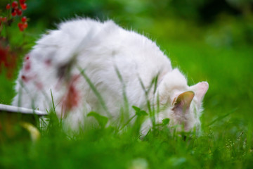 White cat caught a bird