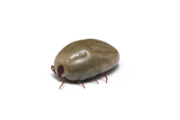 Dog tick isolated on white background.