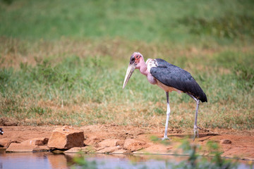 Marabu bird is standing in the near of waterhole