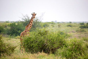 A giraffe is standing between the bush and trees