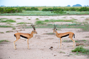 Thomsons gazelle in the grassland of Kenya with a lot of plants