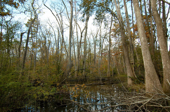 Bluebonnet Swamp, Baton Rouge, Louisiana