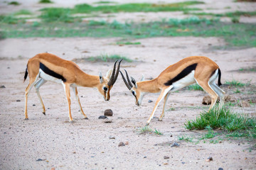 Two Thomsons gazelle are fighting in the savannah of Kenya