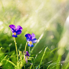 Blurry beautiful background by blue pansies flower in the garden on morning