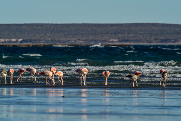Naklejka premium Flamingos feeding at low tide,Peninsula Valdes,Patagonia, Argentina