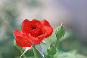 red rose in the garden