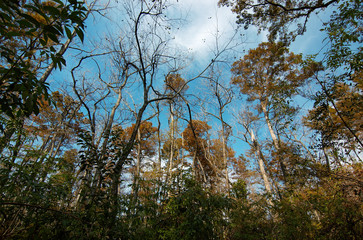 Bluebonnet Swamp, Baton Rouge, Louisiana