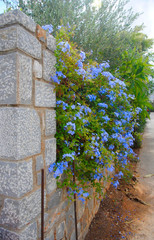 blue blossoms hanging down a wall on a sunny day near the small village Sisi on Crete in Greece