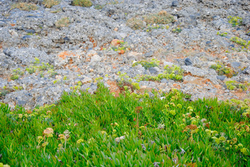 a piece of green vegetation on the rocky underground near Sisi on Crete in Greece