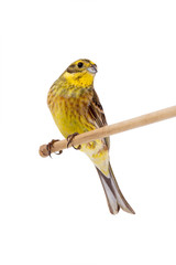 Yellowhammer (Emberiza citrinella)