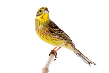 Yellowhammer (Emberiza citrinella)