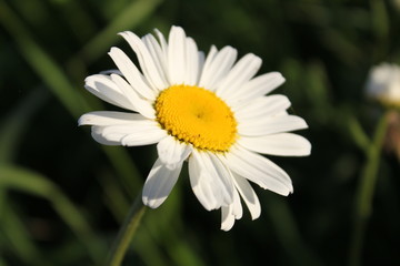 Fototapeta premium daisy in the grass