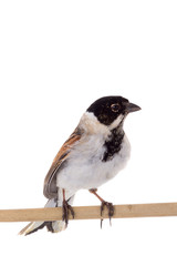 reed bunting