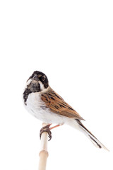 reed bunting