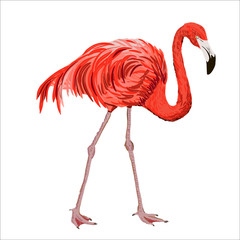 Hand drawn realistic flamingo