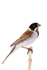 reed bunting