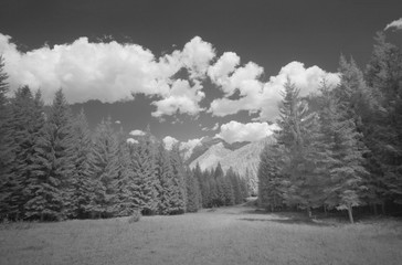 Fototapeta na wymiar Infrared view of pine trees forest