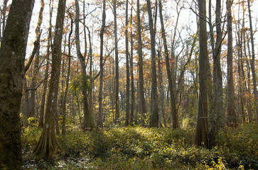 Bluebonnet Swamp, Baton Rouge, Louisiana