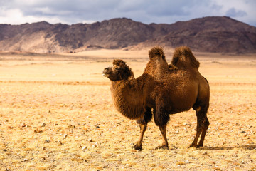 Camel in the steppes of Mongolia.