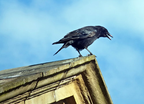 a close up of a crow perched on the top of a stone roof with its beak open calling out in bright sunlight with bright blue sky and white clouds