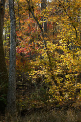 Bluebonnet Swamp, Baton Rouge, Louisiana