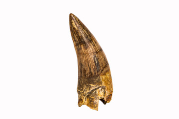 Dente fossile di Gavialosuchus