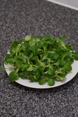 Lambs lettuce (Valerianella locusta)