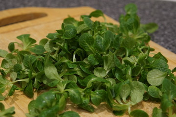 Lambs lettuce (Valerianella locusta)