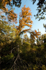 Bluebonnet Swamp, Baton Rouge, Louisiana