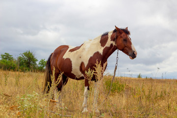 Beautiful horse in the field