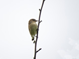 bird on a branch