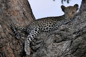 Leopard relaxing on the tree