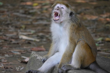 yawning monkey want some action