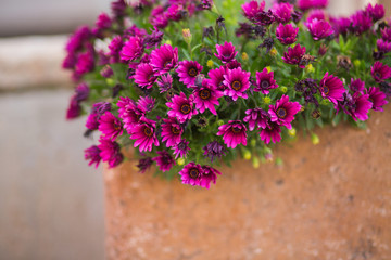 Fototapeta na wymiar Purple African daisy background.