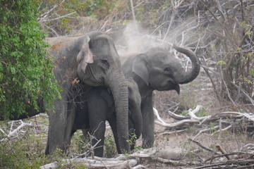 Fototapeta premium Elephant family blowing sand on the back