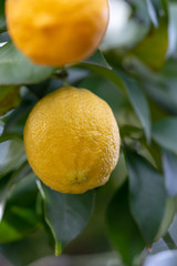 Fruit of lemon, on the branch