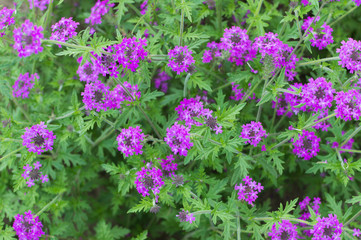 Violet flowers in the garden. Summer time.