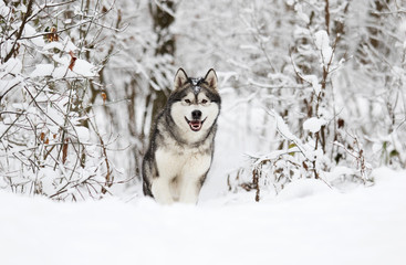 Alaskan Malamute dog on a winter walk in the snow