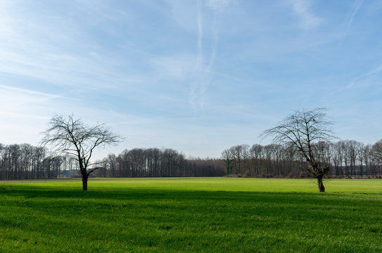 zwei alleinstehende, kahle Bäume auf weiter, grüner Wiese. Standort: Deutschland, Nordrhein-Westfalen