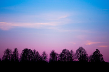 Beautiful sunset. Dark forest and colorful sky. Copy space. 