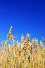 Ripe rye ears in a field