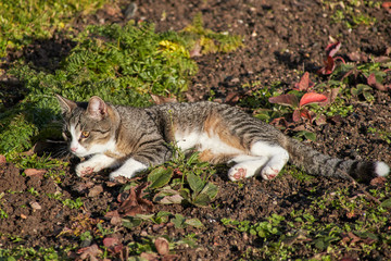 Naklejka na ściany i meble Cat rests in the field