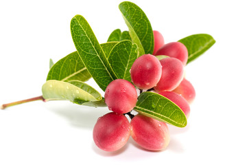 Bengal Currant Leaf Isolate On White Background