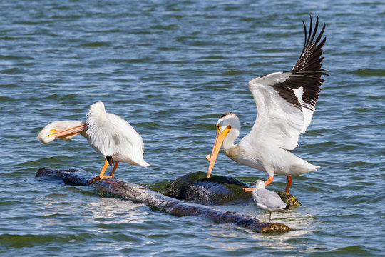 American White Pelicans Perched on a Log in a Lake.