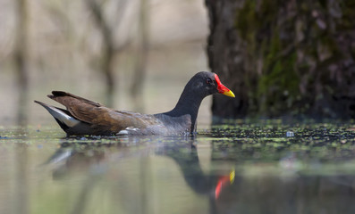 Adult Common Moorhen swims on clean water surface of forest pond in spring