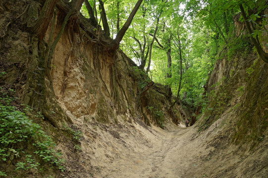 Landmark in the city of Sandomierz (Poland/ Europe). Loess gorge called the gorge of St. Jadwiga